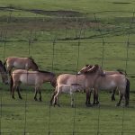 Cheval Przewalski préalpes d'azur