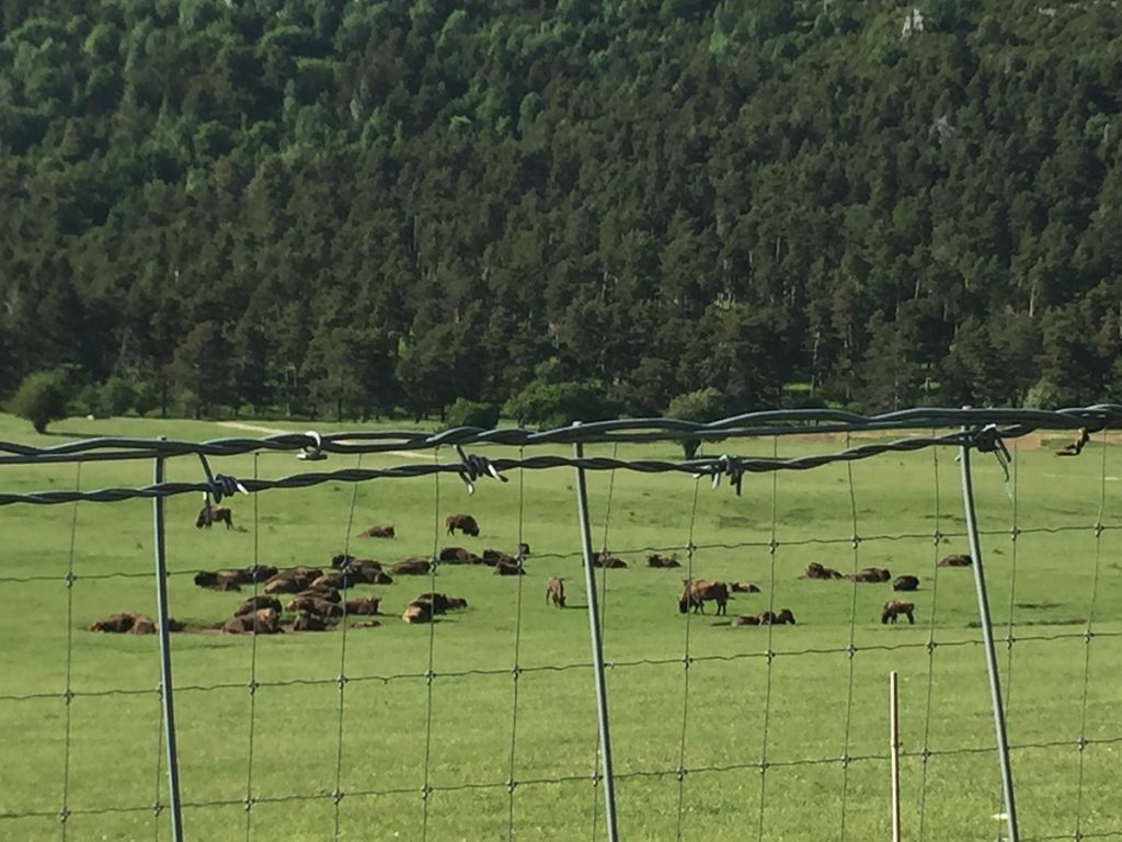 Parc Naturel 06750