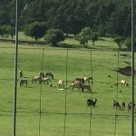 vue-animale-thorenc-parc-naturel