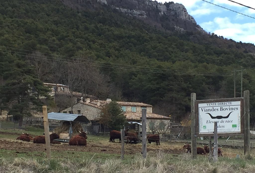 Viande bovine Salers à vendre