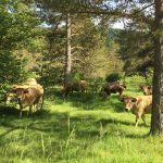 Vache Aubrac à Thorenc