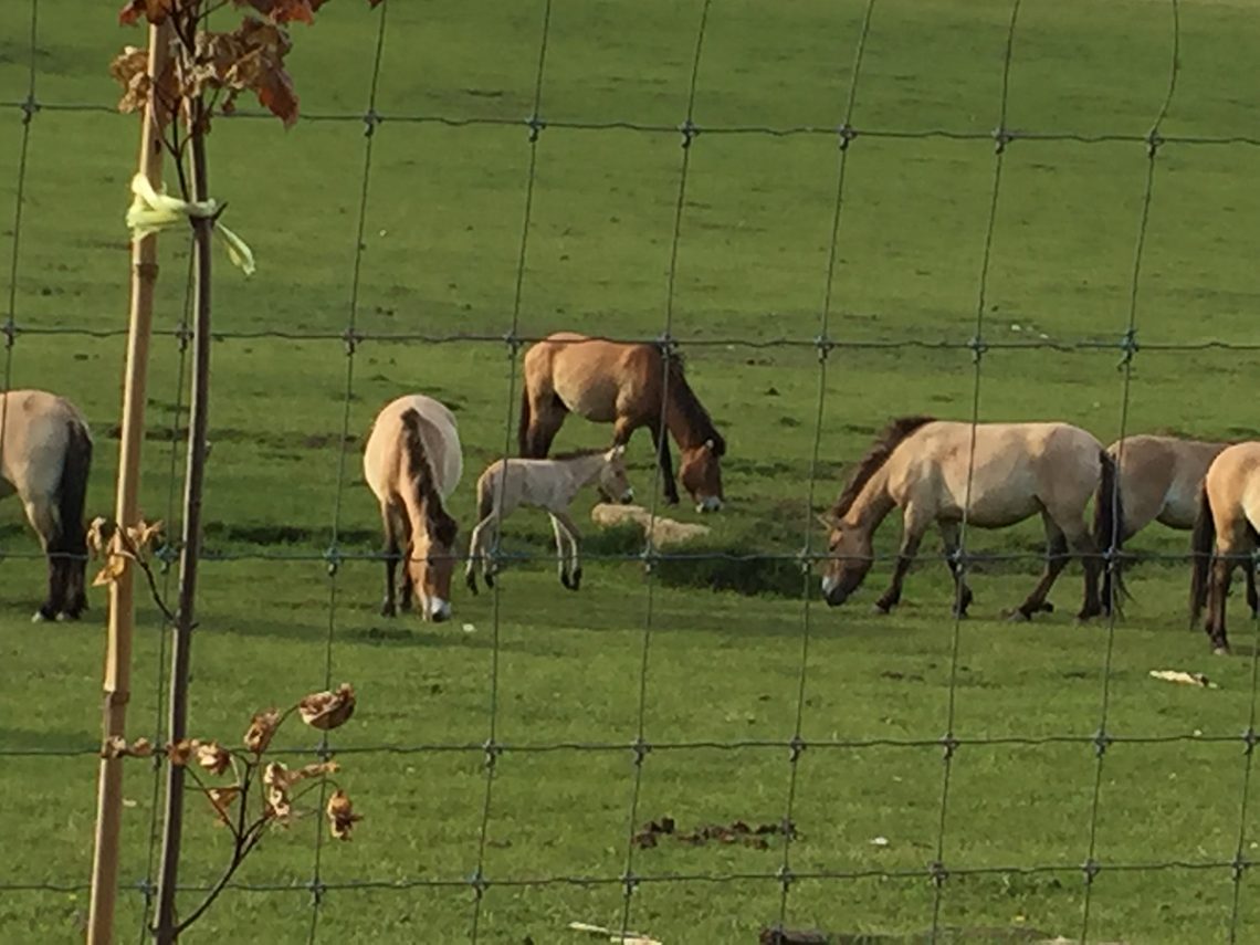 Cheval Przewalski